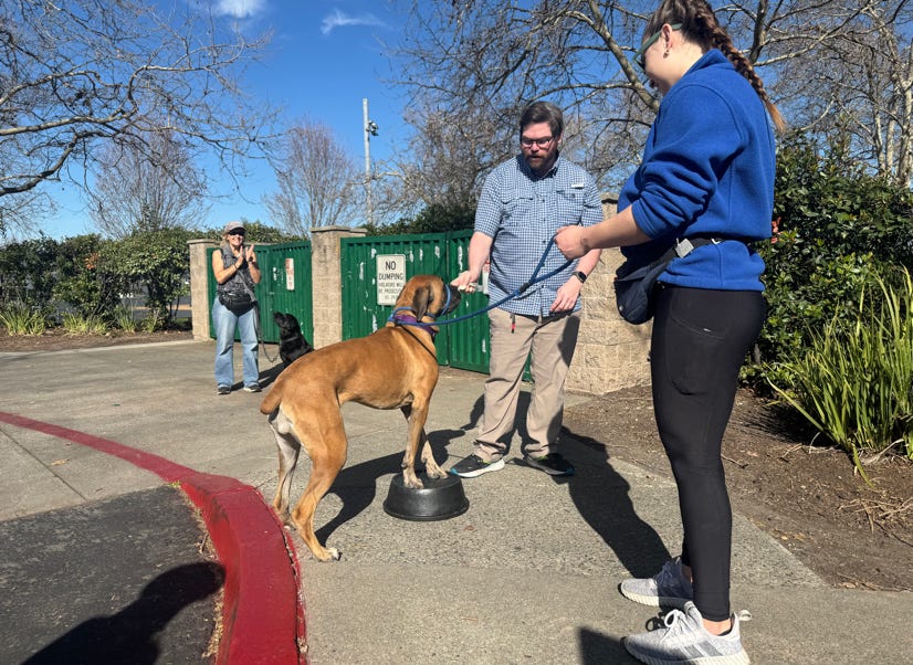 women and boxer mastiff dog with dog trainer learning back end awarness