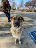 anatolian shepherd dog, dog training, dog owner, postive reinforcement training