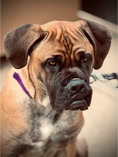 boxer dog, mastiff dog, dog, pet, dog training