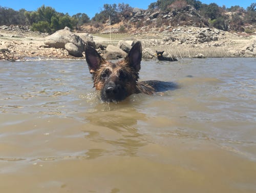 Reese Swimming