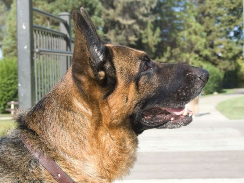 Duke German Shepherd