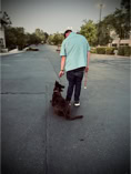 yellow lab, dog, dog training, leash
