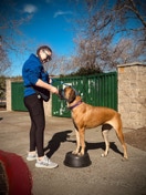 mastiff dog, boxer dog, dog traiing, postive reinforcement training, dog bowl 