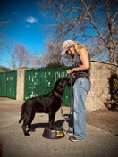 black lab, dog training dog bowl, dog owner, postive reinforcement